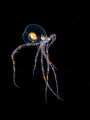   Wunderpus photogenicus larvae  
